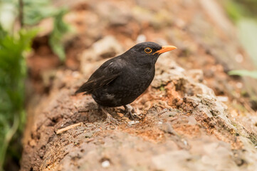 Blackbird, male,