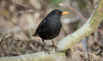 Blackbird, male,
