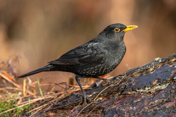 Blackbird, male,