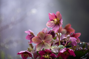 różowy ciemiernik w kroplach deszczu, helleborus	