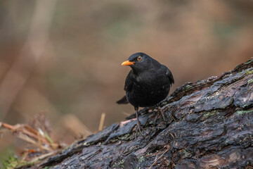 Blackbird, male,