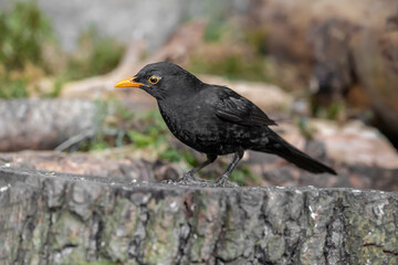 Blackbird, male,