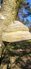 hub mushroom