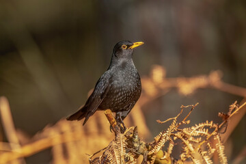 Blackbird, male,
