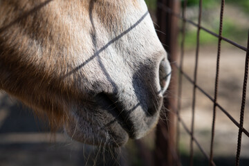 A close-up photo of a Haflinger horse's head as it stands by the fence, with the sun shining on it. Selective focus.