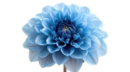 Light blue Dahlia flower on white background isolated with clipping path