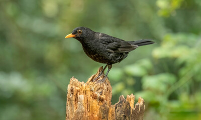 Blackbird, male,