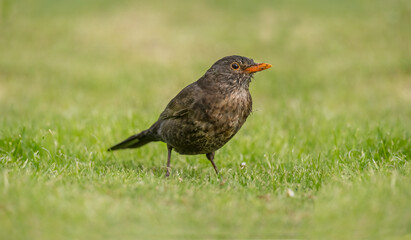 Blackbird, female,