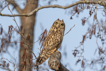 Short-eared Owl (Asio flameus) perched on a branch