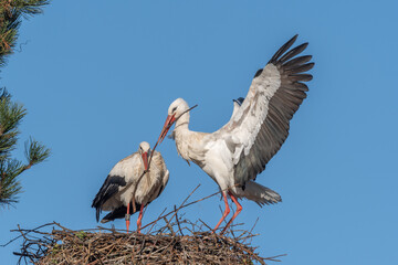 Couple of white storks in courtship display (ciconia ciconia) building their nest in spring