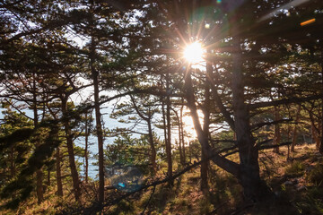 Obraz premium Coastal hiking trail along conifer tree forest illuminated from first morning light in Baska, Krk Otok, Primorje-Gorski Kotar, Croatia, Europe. Deserted landscape. Tranquil serene atmosphere in summer