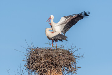 Mating white storks in courtship display (ciconia ciconia) on their nest in spring