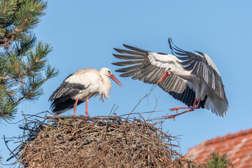 Couple of white storks in courtship display (ciconia ciconia) building their nest in spring