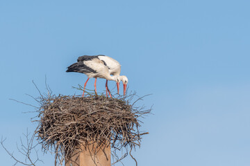 Fototapeta premium Couple of white storks in courtship display (ciconia ciconia) building their nest in spring
