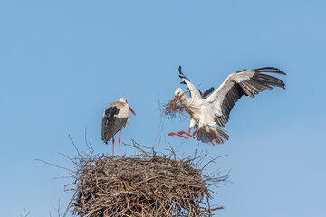 Couple of white storks in courtship display (ciconia ciconia) building their nest in spring © bios48