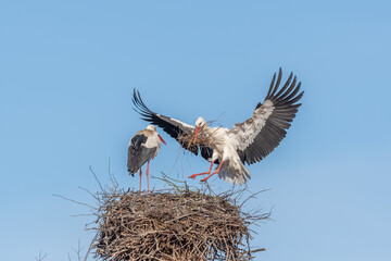 Couple of white storks in courtship display (ciconia ciconia) building their nest in spring