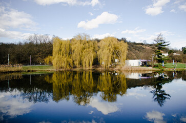 Obraz premium Big willow by the pond 