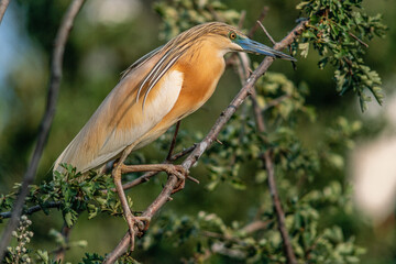 Squacco Heron (Ardeola ralloides) perched in a nesting heron colony