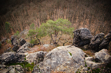 Energetic place by the rock in the forest