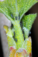 Young aphids, aphid overwintering eggs on the bark and buds of plants. Sucking pests of plants in gardens, orchards and fields.