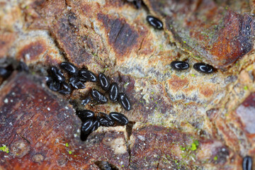 Young aphids, aphid overwintering eggs on the bark and buds of plants. Sucking pests of plants in...