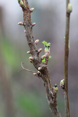 Red currant blister aphids. Cryptomyzus ribis, Aphis schneideri, Phorodon Myzus.  Eggs and young aphids hatch in the spring.