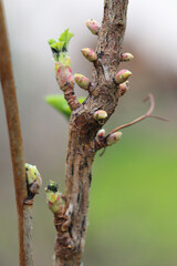 Young aphids, aphid overwintering eggs on the bark and buds of plants. Sucking pests of plants in gardens, orchards and fields.