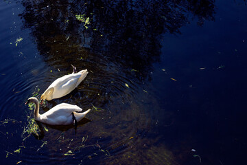 Two white swans in a swan lake in city park in Kamianets-Podilskyi, Ukraine