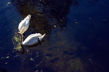 Two white swans in a swan lake in city park in Kamianets-Podilskyi city, Ukraine