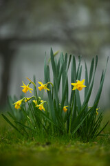 żonkile w parku w deszczu , daffodils	