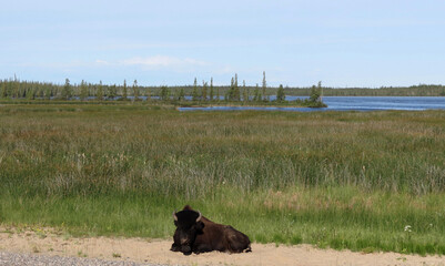 Bison resting on the side of highway