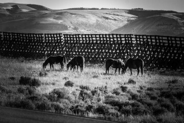 wild horses grazing in a field