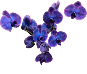 blue orchid isolated 