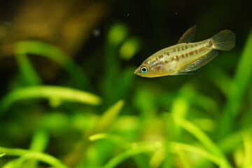 Juvenile Sparkling Gourami in Planted Aquarium