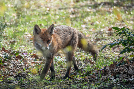 Fuchs läuft im Park