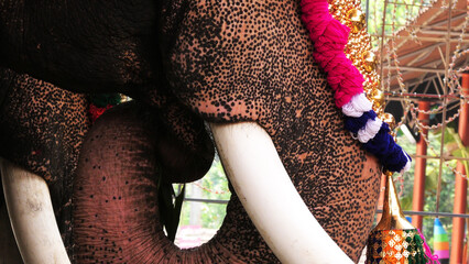 Decoration of elephants participating in temple festivals in Kerala