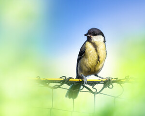 Great tit sitting on a fence