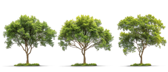 Set of different trees on transparent background