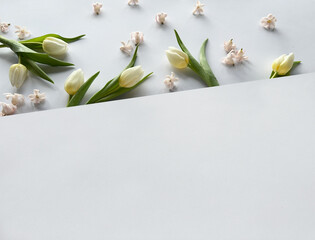 A white sheet of paper is surrounded by white spring flowers, fresh tulips. Banner composition,...