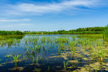 View on small lake at summer