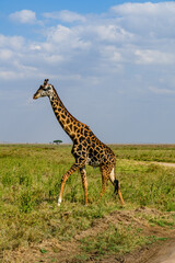 Giraffe (camelopardalis) at the Serengeti national park, Tanzania. Wildlife photo
