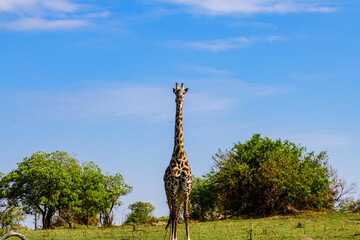 Giraffe (camelopardalis) at the Serengeti national park, Tanzania. Wildlife photo