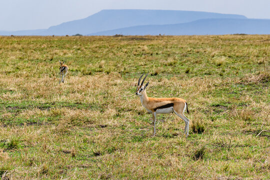 Thomson gazelle (Eudorcas thomsonii) at Serengeti national park, Tanzania
