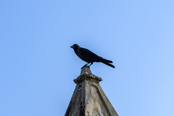 Crow sitting on top of the stone tower