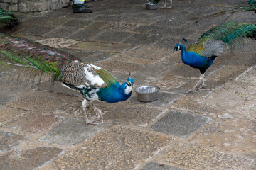 The blue peacock is a bird belonging to the Phasianidae family - 756722508