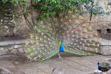 The blue peacock is a bird belonging to the Phasianidae family - 756722944