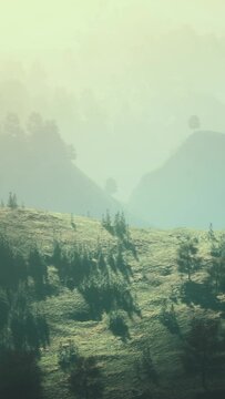 autumn forest on green rocky hills