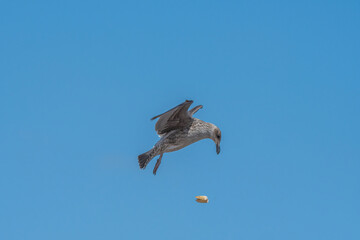 Gaviota lanzando su concha, en las playas de coquimbo.