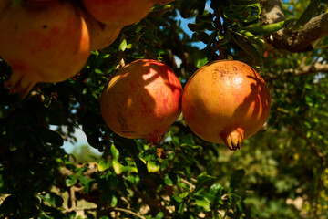 pomegranate on the tree