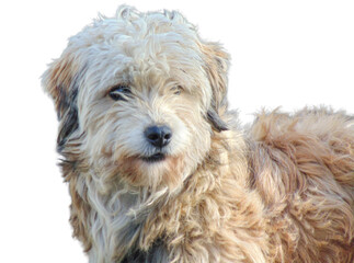 Havanese dog isolated on white background